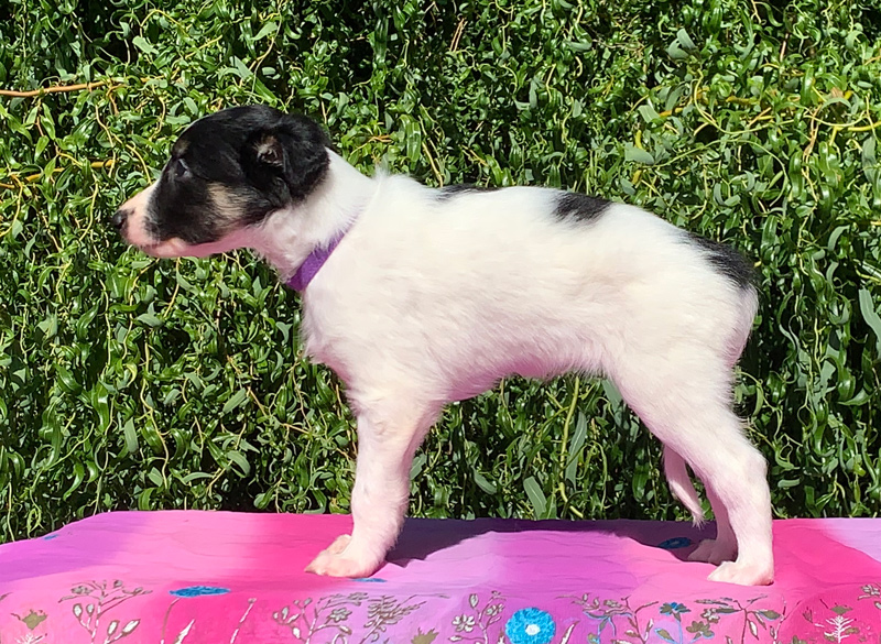 5 weeks - Girl 2 left